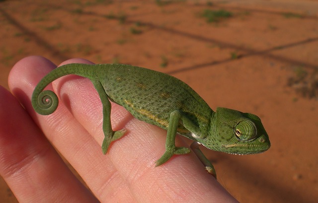 chameleon na ruce